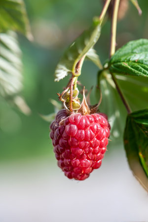 Close-up of ripe red raspberry on the branch in the garden surrounded by green leaves.の写真素材