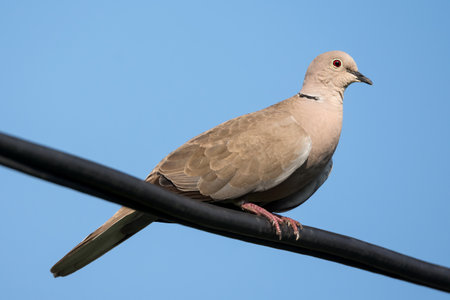 Eurasian collared dove (Streptopelia decaocto) on electric wire with blue sky background.の写真素材