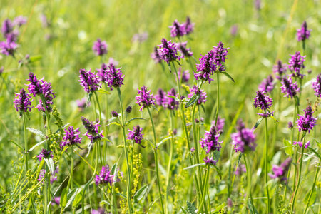 Blossoming flowers of Betony or Stachys officinalis on meadow at sunny day. Selective focus.の写真素材