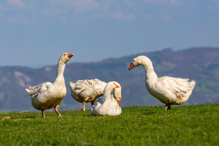 White domestic geese on a green meadow with mountains and sky in the background.の写真素材