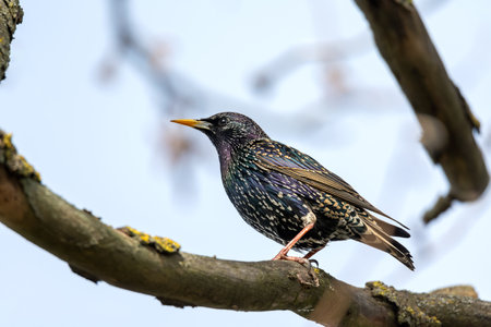 Common starling or European starling sitting on a branch tree.の写真素材