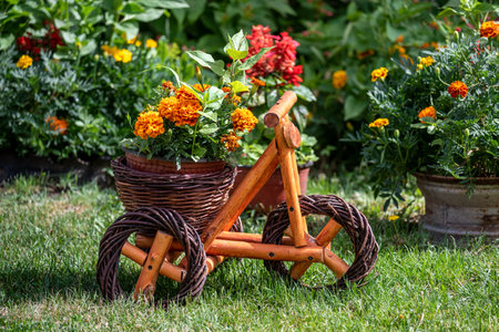 Stand for flower pots in the form of a bicycle with pot of marigold flowers in the garden.の写真素材
