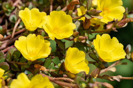 Beautiful yellow Portulaca flowers blooming in the garden. Selective focus.の写真素材