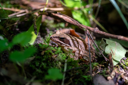 The agile frog (Rana dalmatina) illuminated by a ray of sunshine in a spring forest. Selective focus.の写真素材