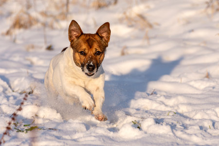 A cute dog runs quickly through the snow in a snowy field.の写真素材
