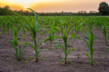 Young corn plants with freshly sprinkled artificial fertilizer grow in a field during sunset.の写真素材