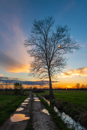 Rural landscape with trees next to a country gravel road with puddles full of water in spring during sunset.の写真素材