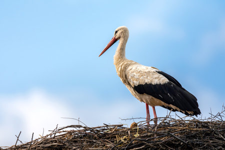 A white stork stands in its nest with a blue sky in the background.の写真素材