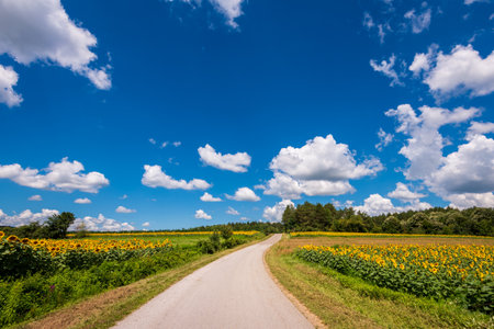 Asphalt road between fields of blooming sunflowers on a sunny summer day.の写真素材
