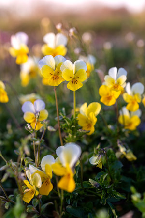 A field pansy (Viola arvensis) flower blooming in a meadow in spring.の写真素材