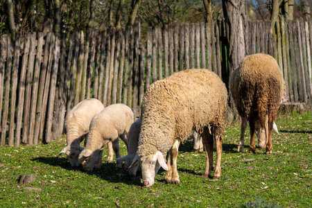 Sheep with their lambs graze in a pasture next to a wooden fence on a farm in spring.の写真素材