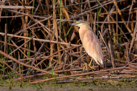Squacco heron (ardeola ralloides) stands on the branch among the reeds in the swamp.の写真素材