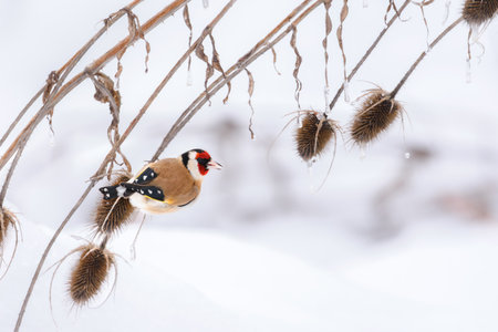European golfinch (Carduelis carduelis) perched on a dried thistle in a field on a winter cold day.の写真素材
