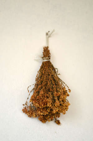 Dried St. John's wort herb, natural medicineの写真素材