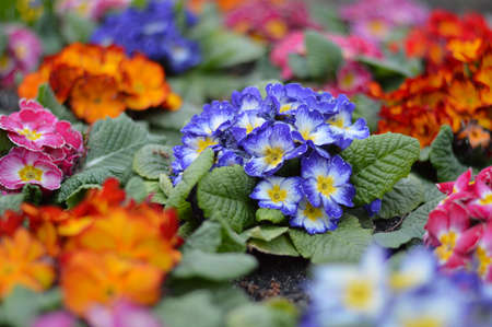 Colorful flowers in early spring