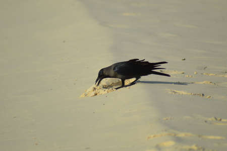 Carrion Crow standing on the beach looking for a food in the sandの写真素材