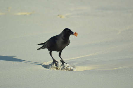 Carrion Crow standing on the beach with a piece of food in his beakの写真素材