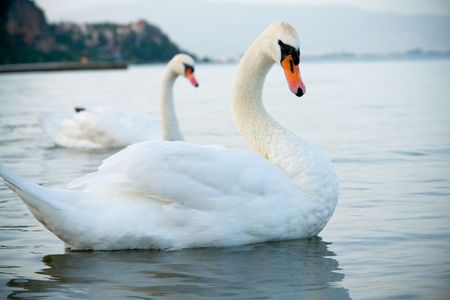 Swan coupleの写真素材