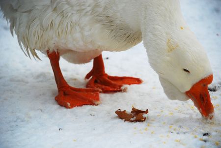 Eating Gooseの写真素材