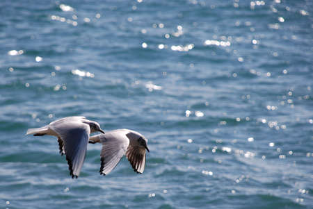 Water Bird;