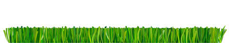 Mowed grass, fresh grass isolated on white background.のイラスト素材