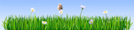 Green grass borders. Meadow flowers and butterfly. Green fresh grass background.のイラスト素材