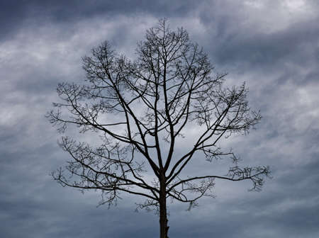 Leafless tree in dark cloudの写真素材