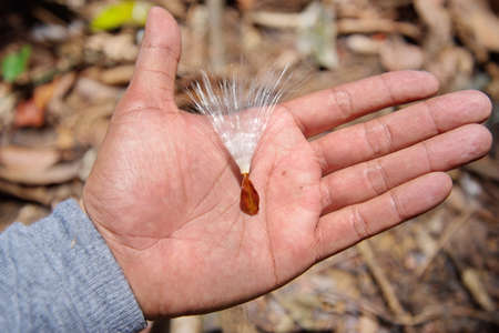 Close up some flying seeds in hand in asia forestの写真素材