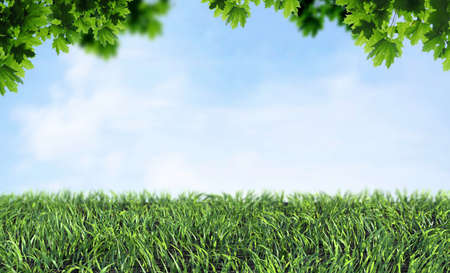 Green grass and and blue sky. Fresh spring backround.