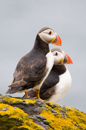 Atlantic puffin, fratercula arctica, photographed  in the cliff of the Skellig Island near to the coast of Ireland.の写真素材