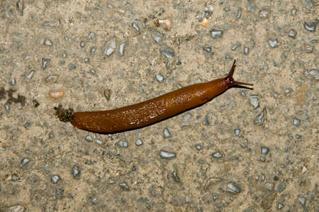 Slug moving across the floor. Image taken in a concrete way of Celorio, Spain.の写真素材