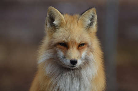 Beautiful red fox staring straight ahead in a candid capture.
