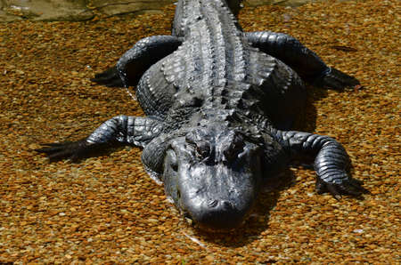Alligator resting in a bed of stones with shallow water.の写真素材
