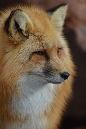 Amazing face of a wild red fox.