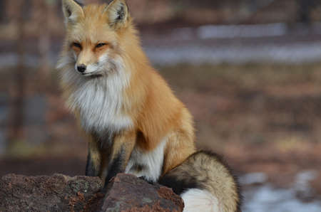 Gorgeous beautiful red fox with a fluffy tail.の写真素材