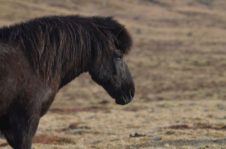 Beautiful black Icelandic horse profile.の写真素材