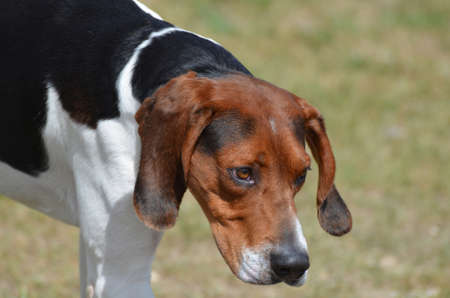 Entlebucher mountain dog looking down at the grass.