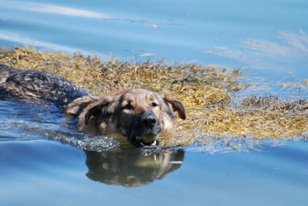 German shepherd with a tennis ball in his mouth swimming after fetching the ball.の写真素材