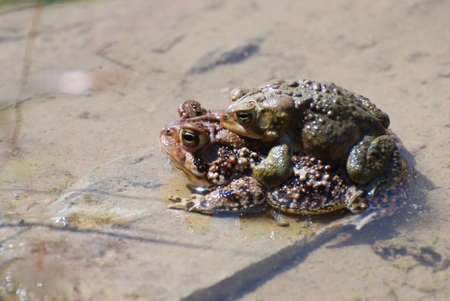 Pair of procreating frogs in shallow water.の写真素材
