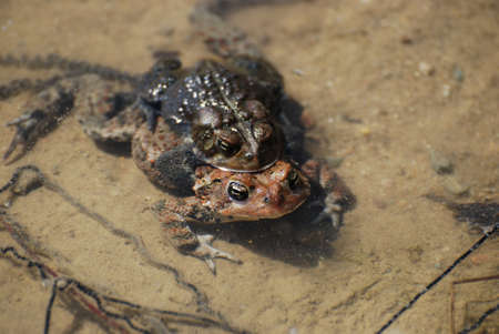 Pair of frogs mating nad laying eggs in shallow water.の写真素材