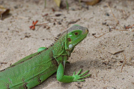 A green iguana in Aruba on a sand beach.の写真素材