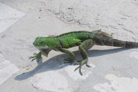 Green common iguana walking across a walkway.の写真素材