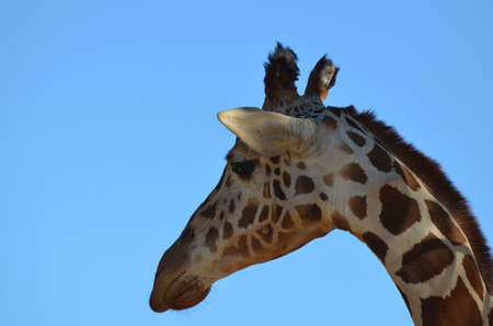 Great side view of a giraffe against a blue sky.の写真素材