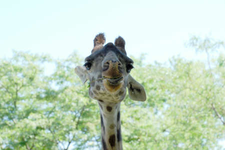 Adorable giraffe snacking on leaves and branches.の写真素材