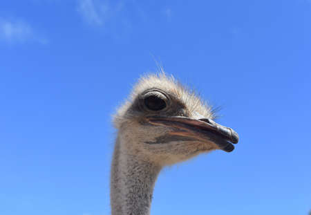 Beautiful Ostrich Head Poking Outの写真素材