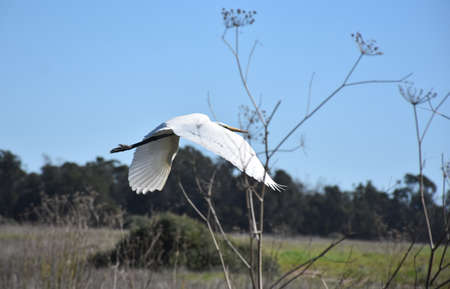 Fantastic great egret flying over a field in California.