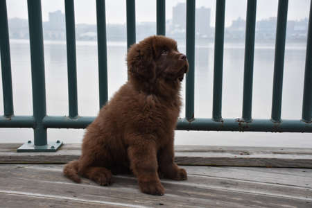 Sitting brown puppy dog sitting in front of a railing.