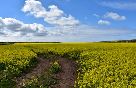 Dirt trailway winding through a field of flowering rape seed.