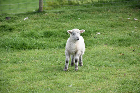 Adorable sweet faced lamb standing in a grass field.