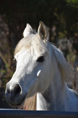 Gorgeous white Arab horse standing in a turnout.の写真素材